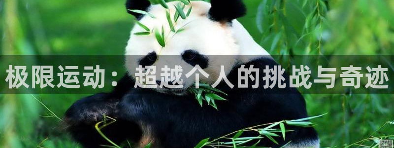betway西汉姆联官网：极限运动：超越个人的挑战与奇迹